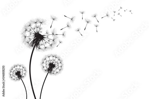 Vector illustration dandelion time. Black Dandelion seeds blowing in the wind. The wind inflates a dandelion isolated on white background. © TestersDesigns