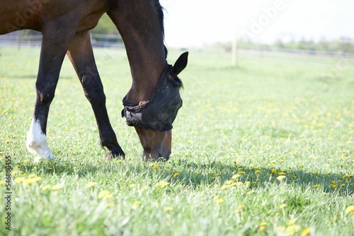 Closeup of a brown horse grazing in a field on a sunny day in Unterschleissheim, Germany photo