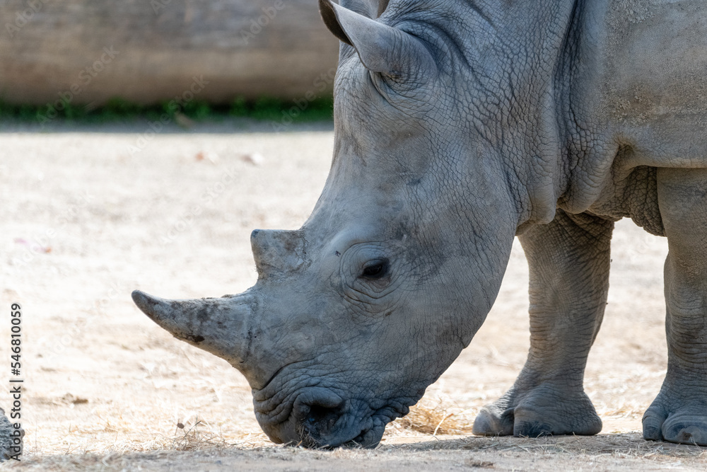 Southern white rhinoceros (Ceratotherium simum simum) Southern white rhinoceros (Ceratotherium simum simum)