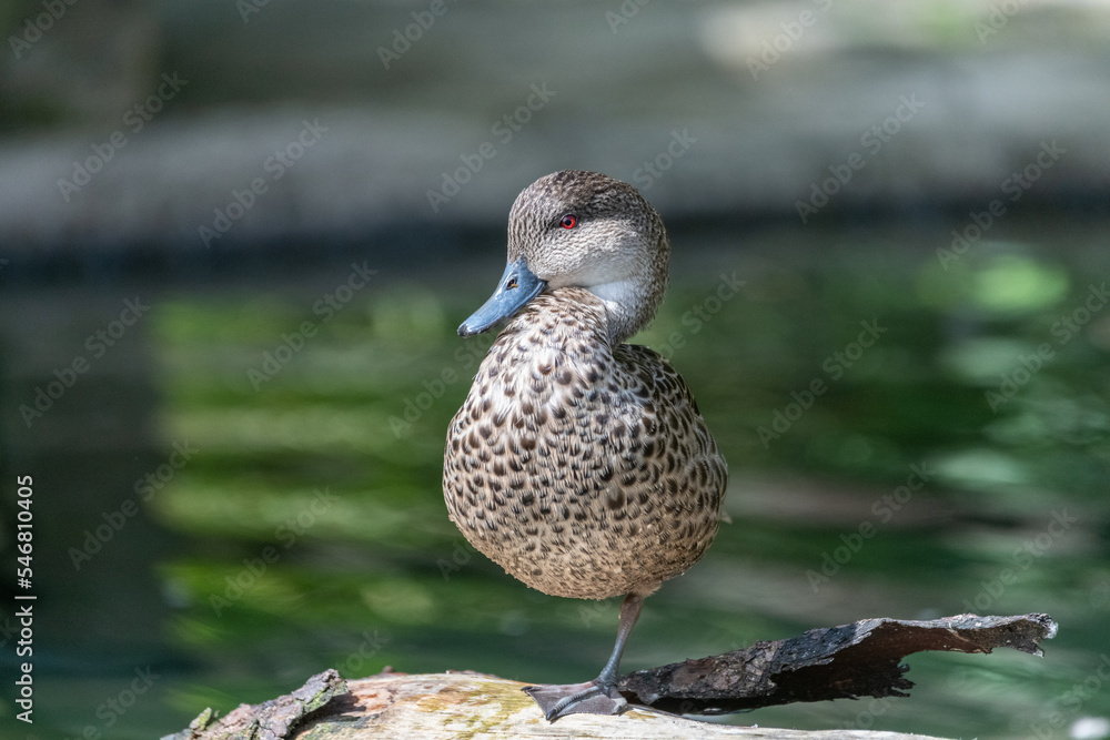 Fototapeta premium Grey teal (Anas gracilis)