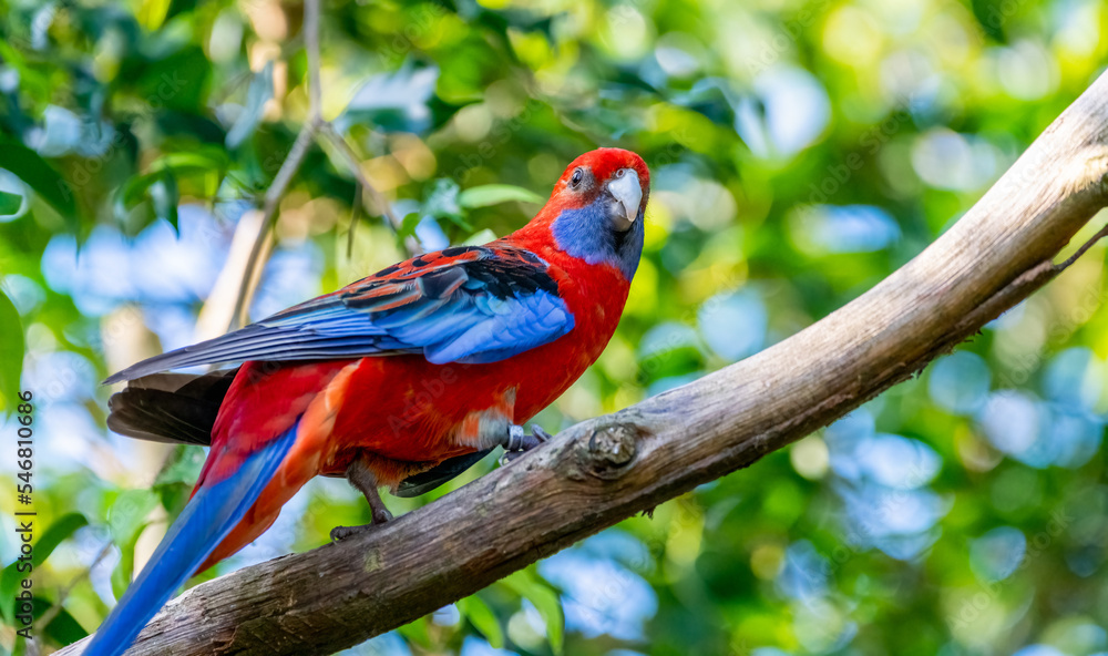 Obraz premium Crimson rosella (Platycercus elegans)