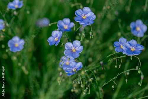 Field of blue flax in the country. photo
