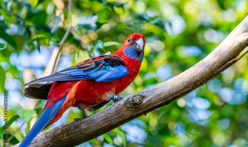 Crimson rosella (Platycercus elegans)