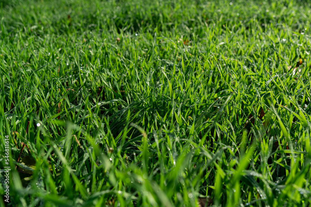 Grashalme mit Morgentau Grashalme mit Morgentau
