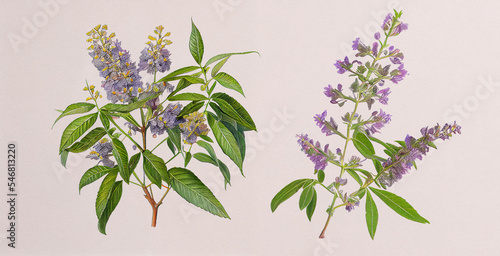 Chaste Tree (Vitex Negundo). Botanical illustration on white paper. The best medicinal plants, their effects and contraindications. Natural medicine. Plant properties
