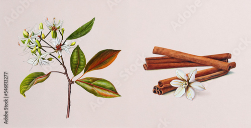 Dalchini (Cinnamomum Zeylanicum). Botanical illustration on white paper. The best medicinal plants, their effects and contraindications. Natural medicine. Plant properties