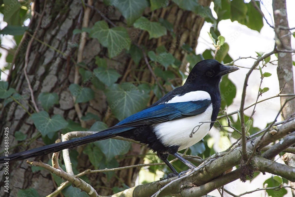 blackbird on a branch in the morning blackbird on a branch in the morning