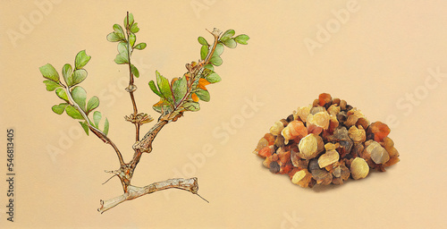 Obraz na plátně Myrrh (Commiphora Myrrha)