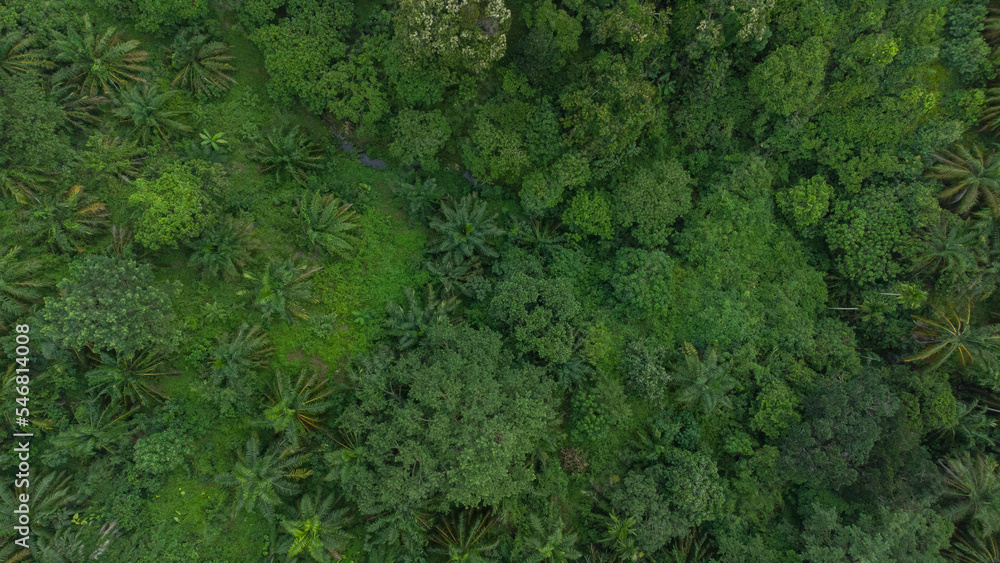 Green tropical forest background