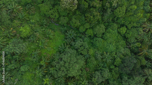 Green tropical forest background