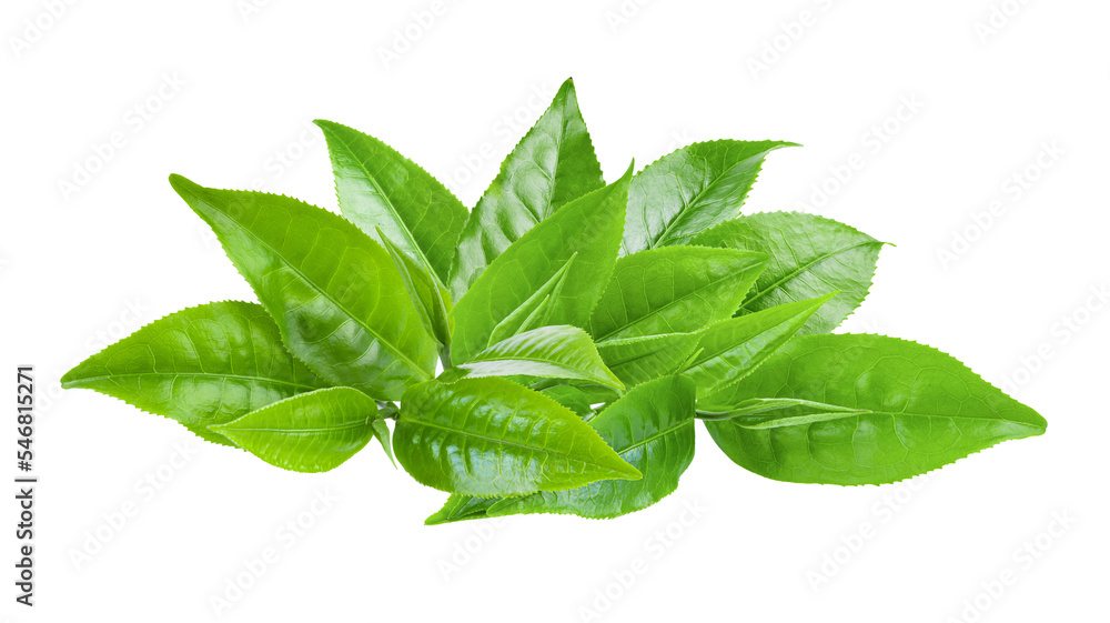 Tea leaf isolated on transparent png Tea leaf isolated on transparent png