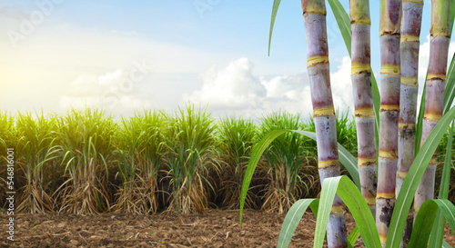  Sugar cane stalks with sugar cane plantation background.