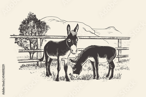 Mountains, tree, fence and two donkeys grazing on the grass.  Hand drawn realistic vector illustration. Engraving style.