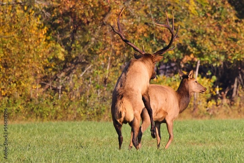 Two Wapiti (Cervus elaphus subspp) red deer mating in a meadow on a sunny autumn day photo