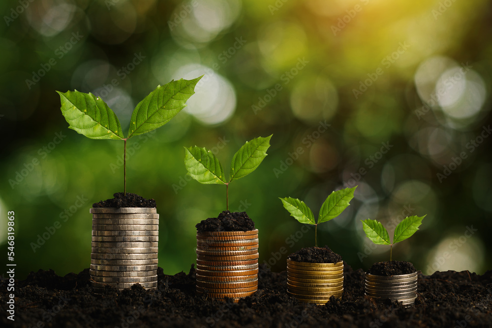 The seedlings are growing on the coins that are stacked together against of morning sun The seedlings are growing on the coins that are stacked together against of morning sun
