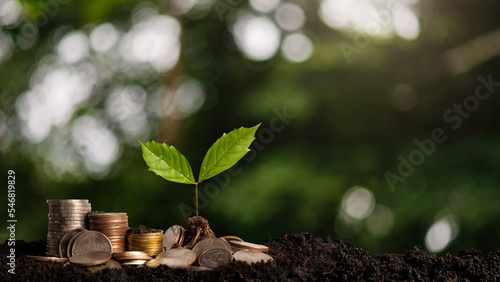 Money growing concept,Business success concept,Trees growing on pile of coins money ..