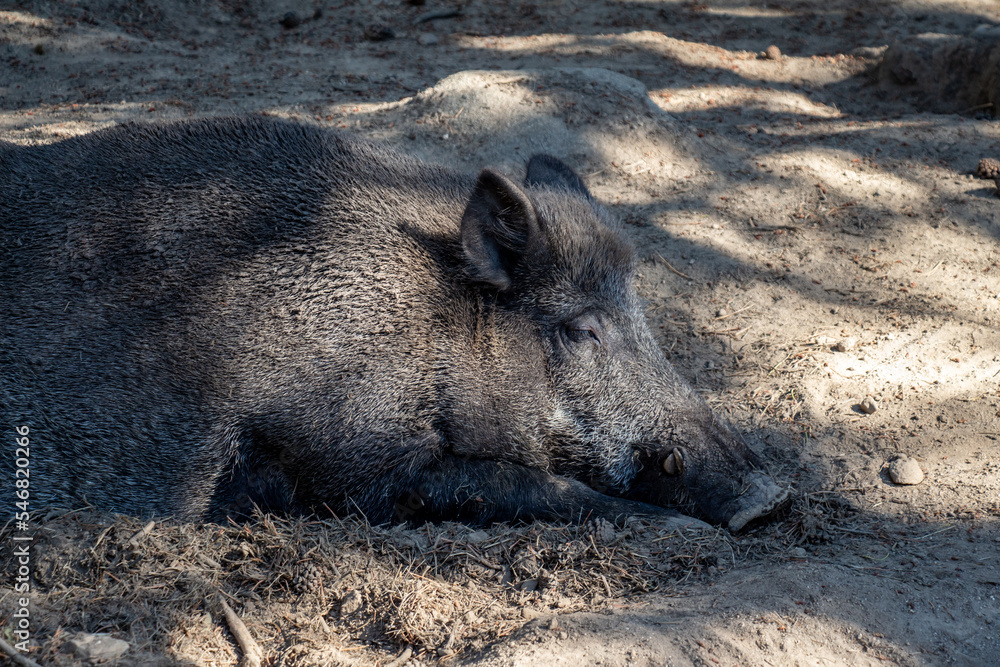 Beautiful boar (wild pig) resting in his ground hole in a wild forest, in the dust. Massat, Pyrénées, France. Beautiful boar (wild pig) resting in his ground hole in a wild forest, in the dust. Massat, Pyrénées, France.