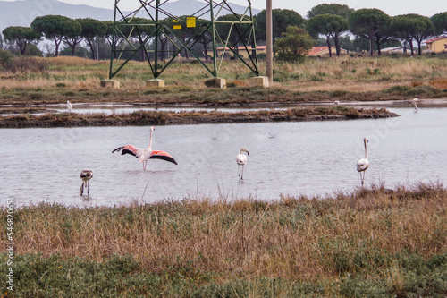 Flamingos im Wasser