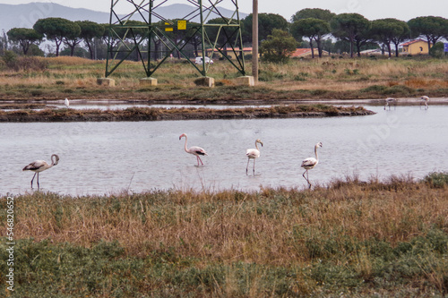 Flamingos 