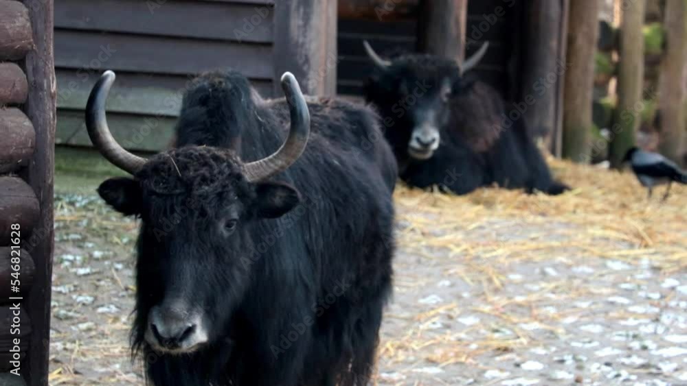 Close-up on a black domestic yak. Yak is an artiodactyl mammal from the genus of real bulls Close-up on a black domestic yak. Yak is an artiodactyl mammal from the genus of real bulls