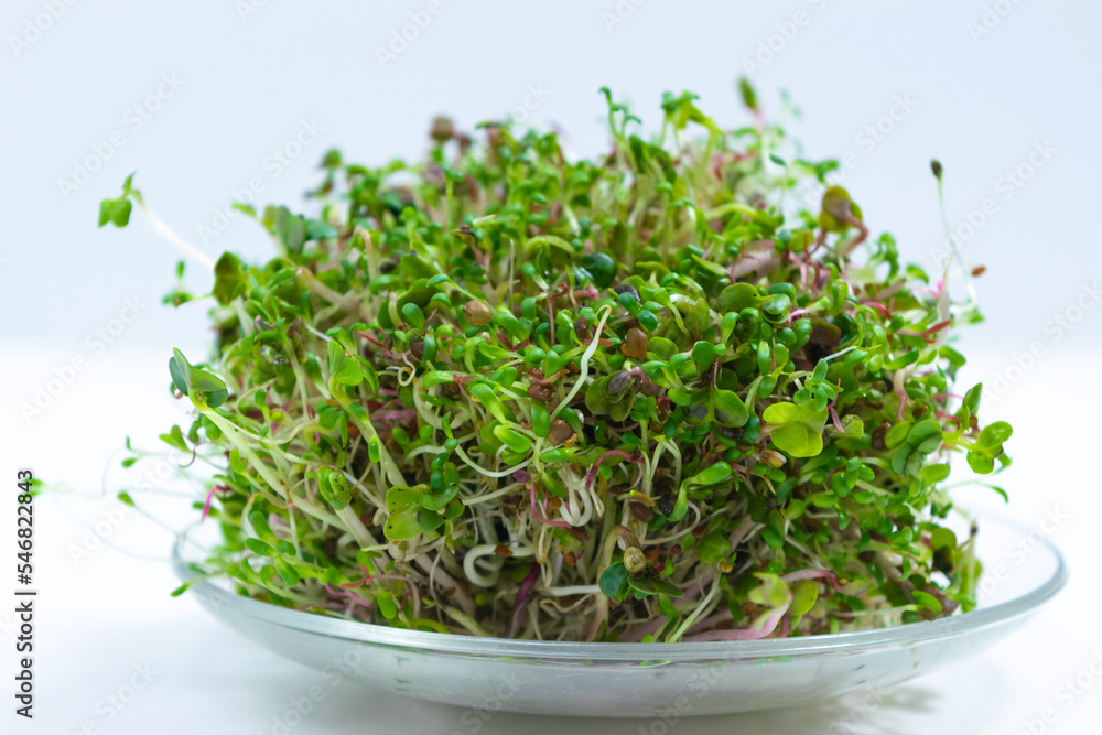 Bunch of young sprouts of microgreens, grown for food in a jar, on a glass saucer. Bunch of young sprouts of microgreens, grown for food in a jar, on a glass saucer.