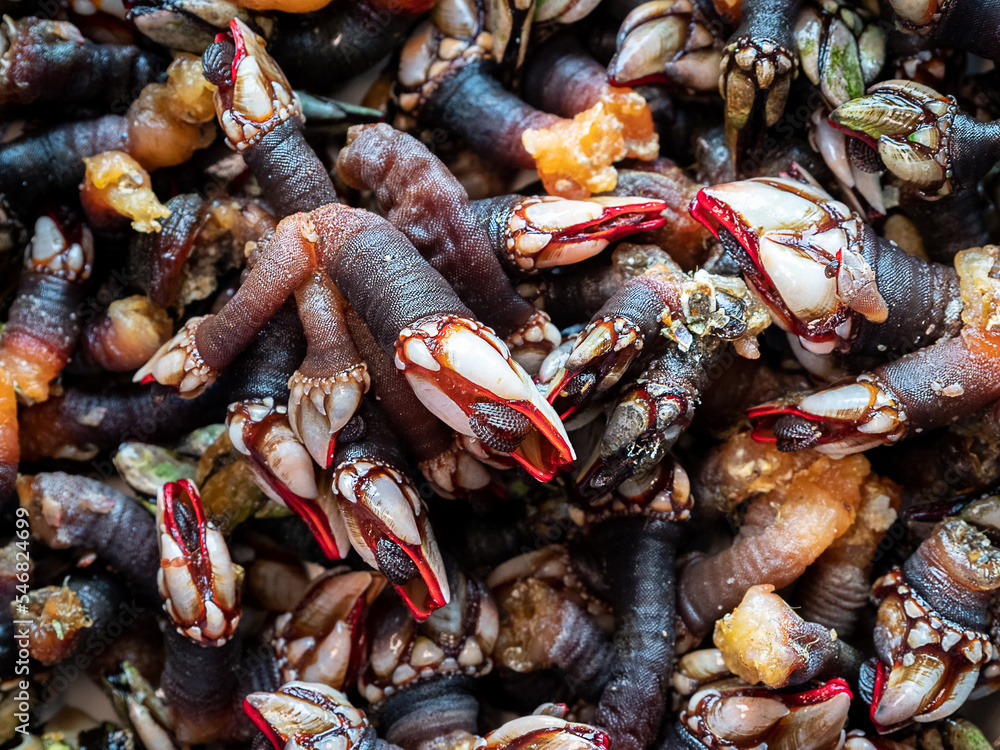 Fresh Goose neck barnacles or Galician barnacles (Pollicipes pollicipes) - known in Spain as percebes Fresh Goose neck barnacles or Galician barnacles (Pollicipes pollicipes) - known in Spain as percebes