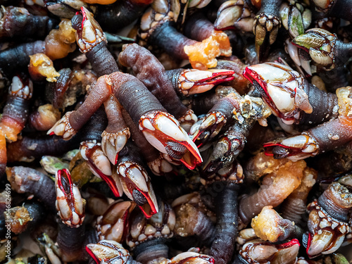 Fresh Goose neck barnacles or Galician barnacles (Pollicipes pollicipes) - known in Spain as percebes