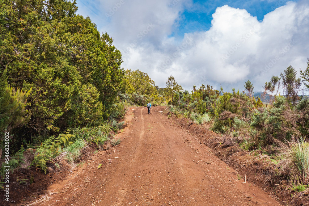 Rear view of a hiker on a dirt road amidst trees in the mountains at Chogoria Route, Mount Kenya National Park, Kenya