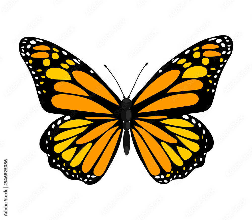Fototapeta premium Single colorful butterfly isolated on white background. Exotic tropical insect with bright wings and antennae.