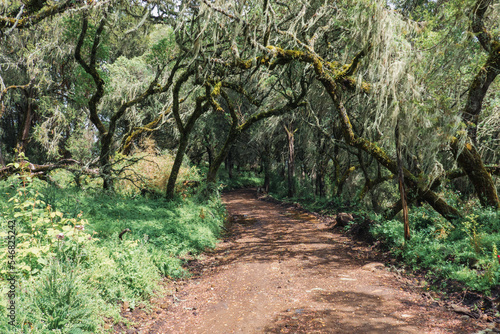 A dirt road amidst trees and mountains at Chogoria Route, Mount Kenya National Park, Kenya photo