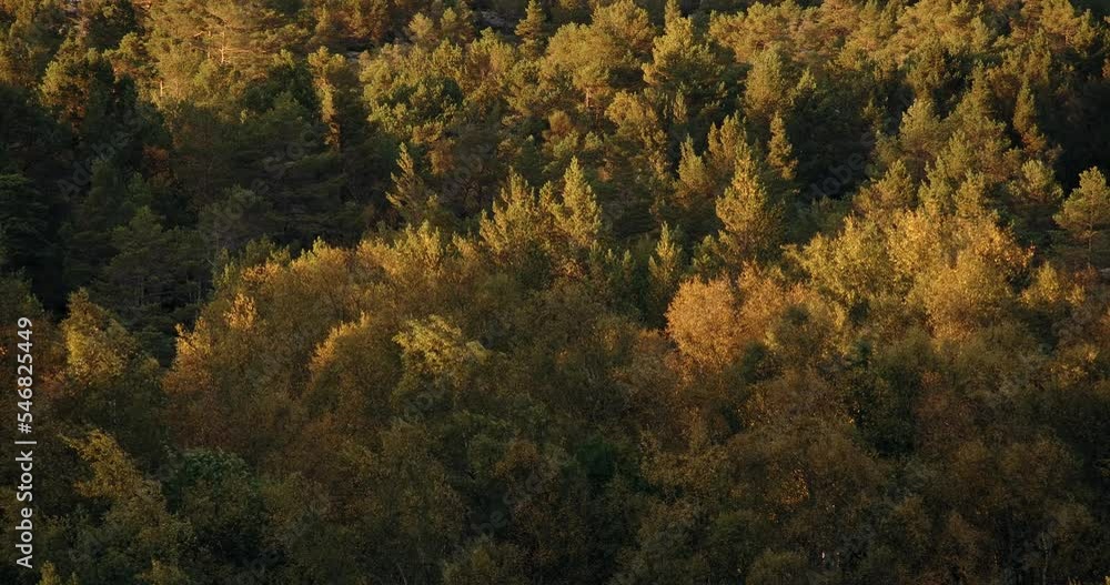 Yellow autumn leaves rustling in the wind, in sunset, in norway. Aspen, pine and birch. Wide static shot Yellow autumn leaves rustling in the wind, in sunset, in norway. Aspen, pine and birch. Wide static shot