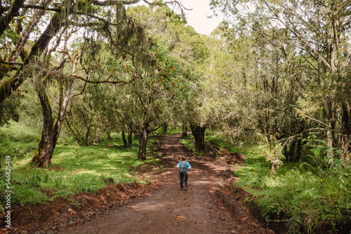 Rear view of a hiker on a dirt road amidst trees in the mountains at Chogoria Route, Mount Kenya National Park, Kenya