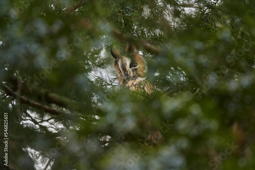 Long-eared owl. Asio otus hiding in a pine tree © Cristina