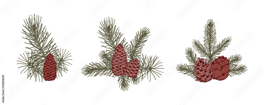Set of Christmas botany compositions with pine tree branches and cones. Vector illustration in sketch style isolated on white background Set of Christmas botany compositions with pine tree branches and cones. Vector illustration in sketch style isolated on white background