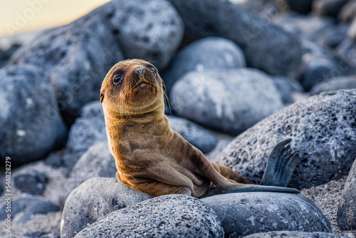 Baby sea lion - Galapagos