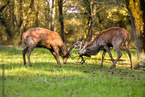 Fototapeta Naklejka Na Ścianę i Meble -  Beautiful view of a fight between two male deer in the autumnal forest