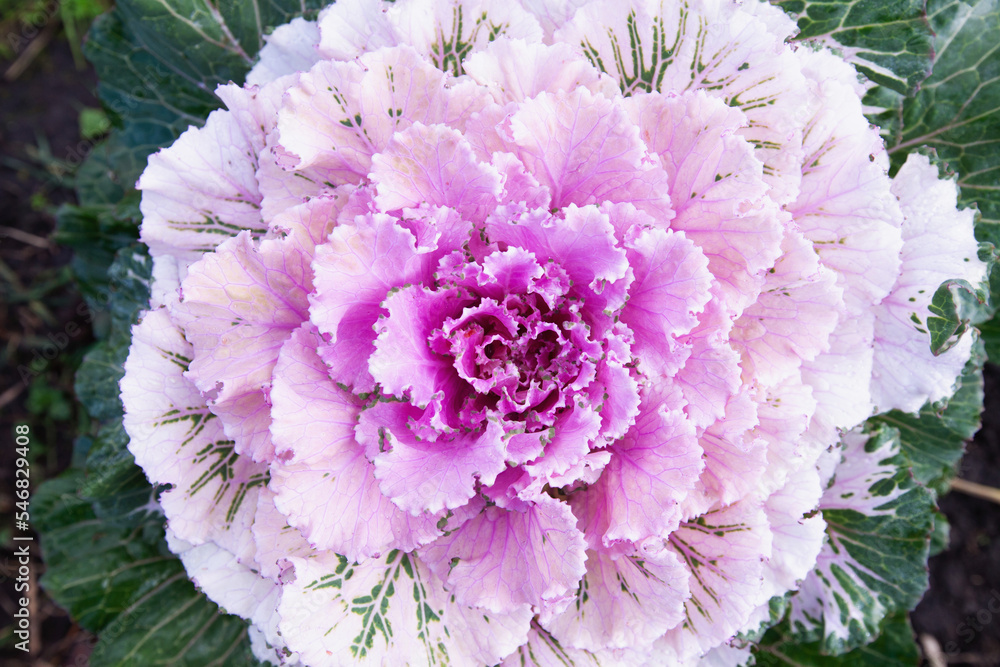 Obraz premium decorative leafy cabbage. bright pink inflorescence close-up photo