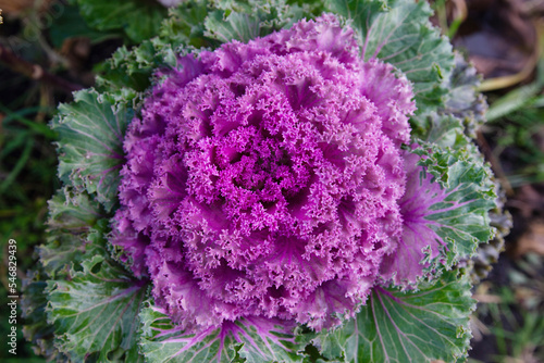 decorative leafy cabbage. bright pink and purple inflorescence close-up photo photo