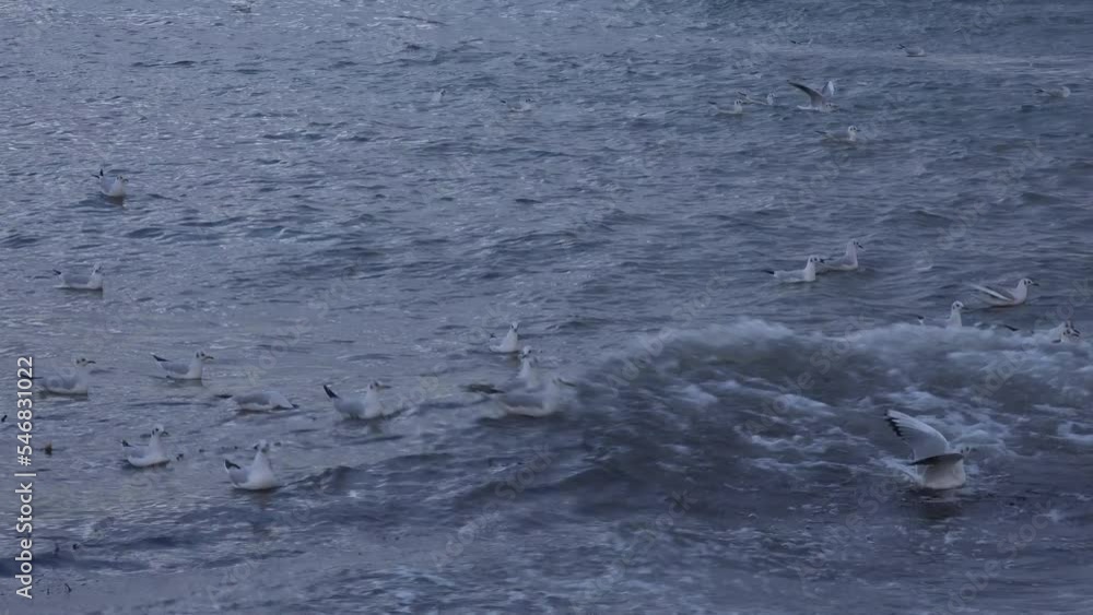 Sea gulls in bad weather on the sea nature in the raw on the coast line of Scotland. Sea birds have been suffering with bird flu in the UK. Nature and birds flying UK 4K Sea gulls in bad weather on the sea nature in the raw on the coast line of Scotland. Sea birds have been suffering with bird flu in the UK. Nature and birds flying UK 4K