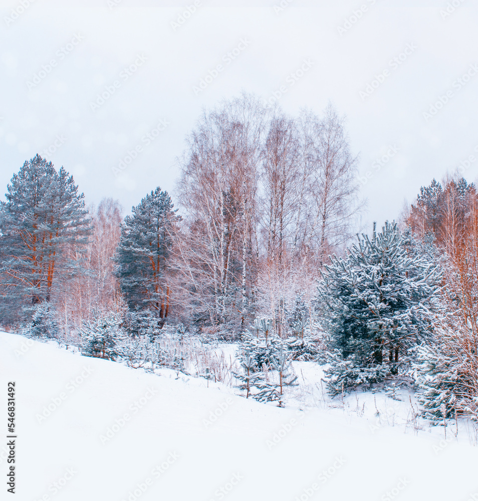 Fototapeta premium Landscape. Frozen winter forest with snow covered trees.