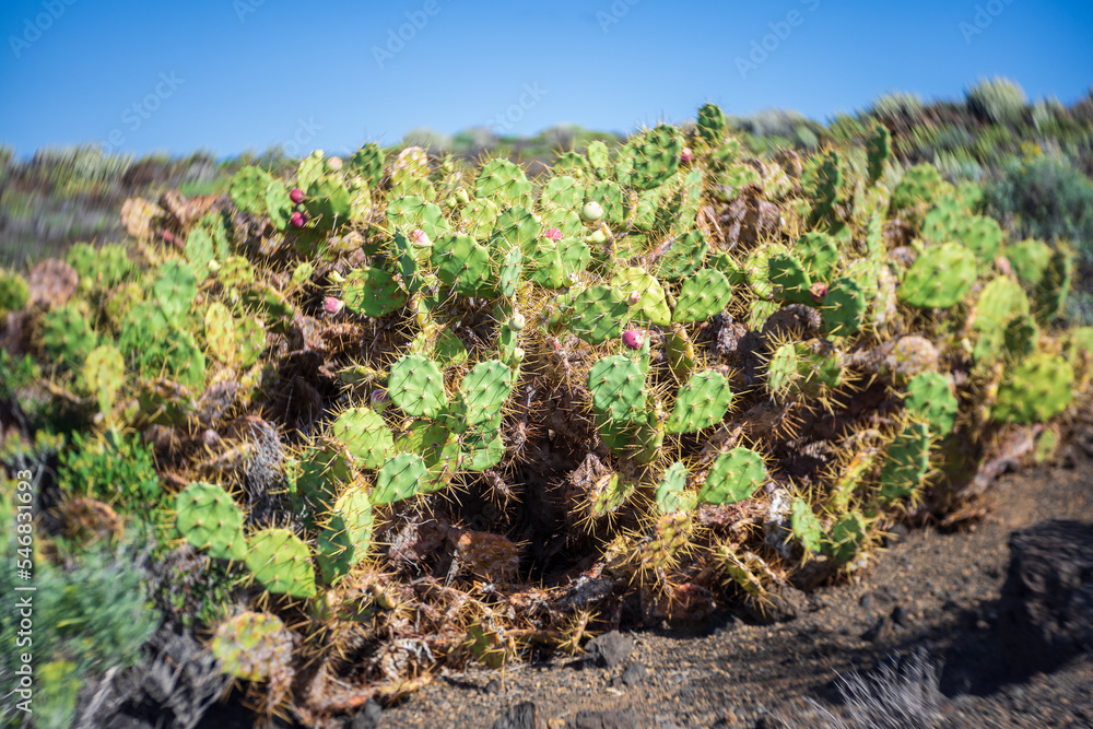 Cacti on the rocky plateau of Cape Teno. Tenerife. Canary Islands. Spain. Art lens. Swirl bokeh. Focus on the center. Cacti on the rocky plateau of Cape Teno. Tenerife. Canary Islands. Spain. Art lens. Swirl bokeh. Focus on the center.