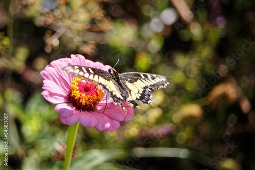 Closeup of a papilio zelicaon butterfly on a pink flower photo