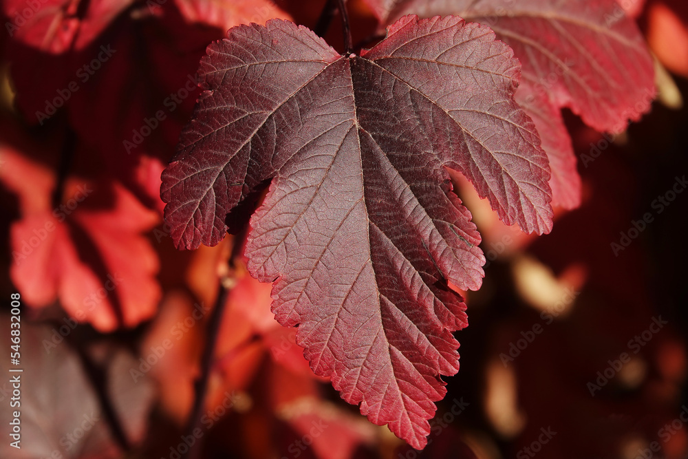 Autumn leaf on a tree branch Autumn leaf on a tree branch