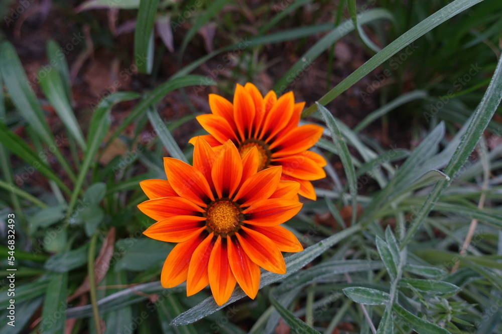 2 reddish orange flowers of Gazania rigens in mid October 2 reddish orange flowers of Gazania rigens in mid October