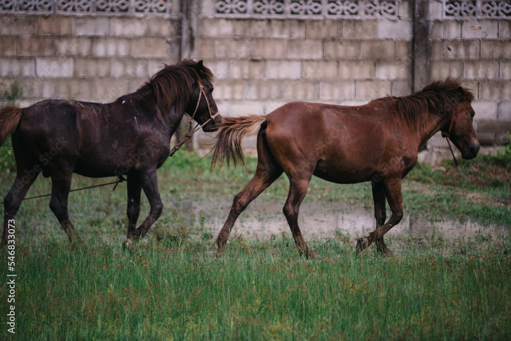 Fototapeta premium two horses in the field