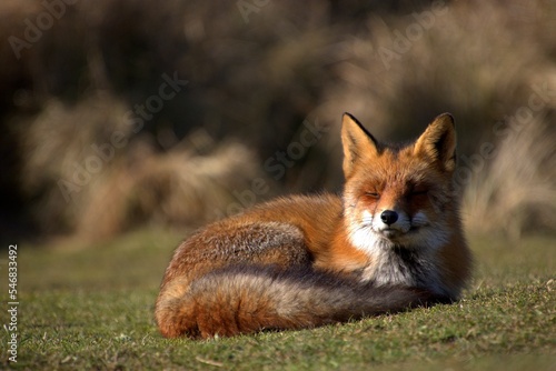 Fotografie Beautiful shot of a red fox sleeping on the green grass in a mountain meadow