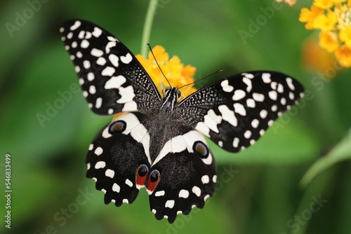 Shallow focus shot of lime swallowtail butterfly perching on a yellow flower in the garden photo