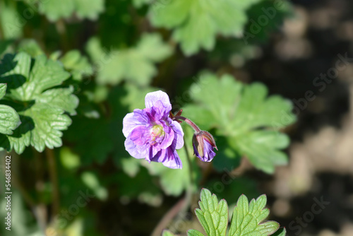 Fotografía Himalayan Cranesbill Plenum pink flowers