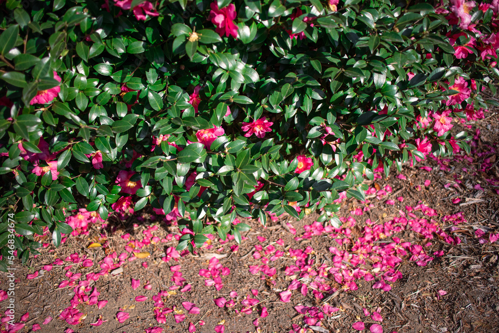 Fototapeta premium 山茶花