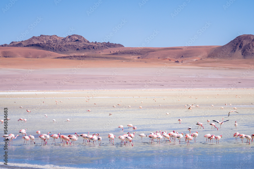 Ταπετσαρία wild flamingos  at eduardo avaroa national park in bolivia
